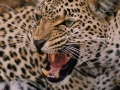 Femmina di leopardo-Debora Goretti